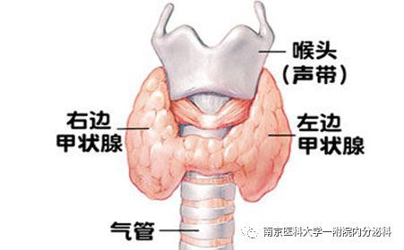 甲状腺桥本补硒（桥本氏甲状腺每天补多少硒）-硒宝网