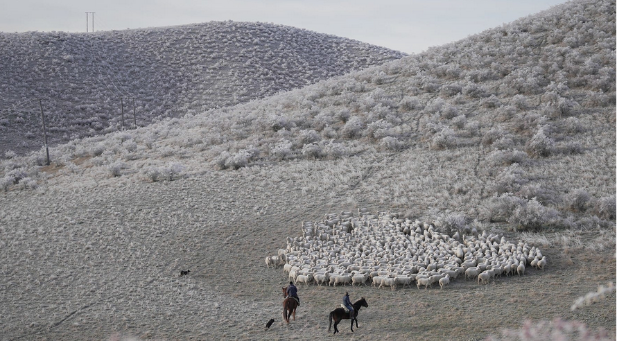 新西兰补硒产品（新西兰硒片好吗）-硒宝网