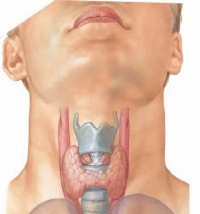 甲状腺补什么硒(甲状腺补硒有什么好处)-硒宝网