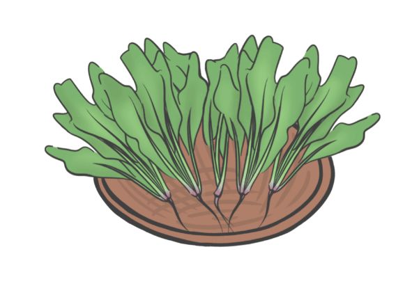 补铁有什么用(补铁的铁)-硒宝网