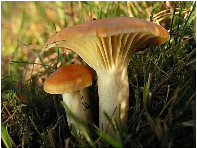 男生hpv补硒（男生补硒的作用）-硒宝网