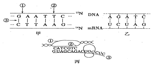 hiv感染补硒(hiv感染者补硒)-硒宝网