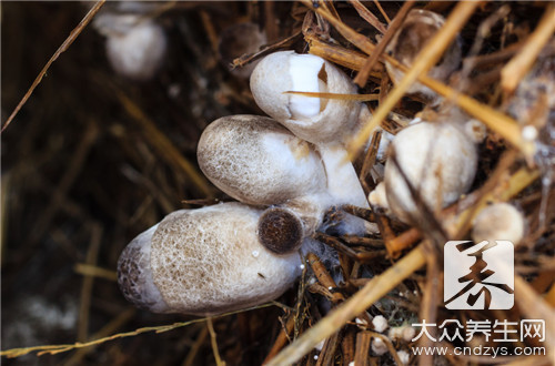西红柿补硒行吗（西红柿补硒吗）-硒宝网