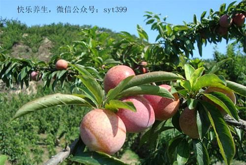 西红柿补硒行吗(富硒西红柿)-硒宝网