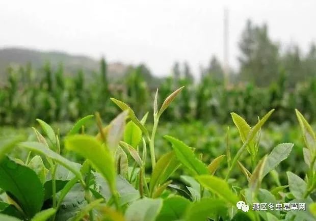 乙肝 补硒 量(乙肝补硒有什么副作用)-硒宝网