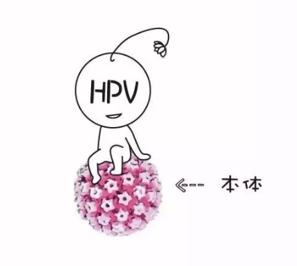 补硒对抗hpv（补硒可以治疗hpv阳性吗）-硒宝网
