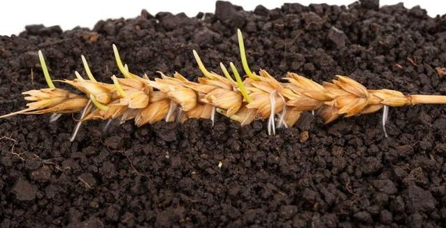 补硒对抗hpv（补硒可以治疗hpv阳性吗）-硒宝网