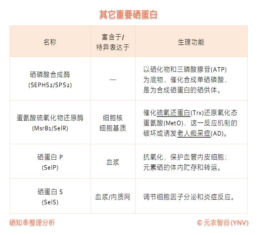 甲状腺补硒标准(补甲状腺标准硒含量多少)-硒宝网