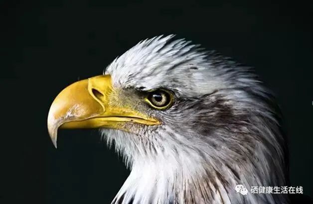 补硒与谷胱甘肽（谷胱甘肽硒）-硒宝网