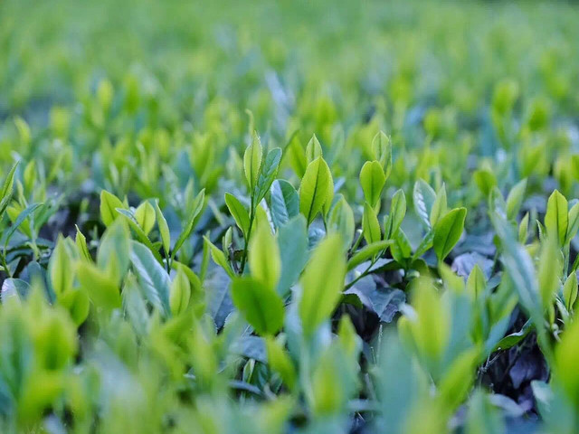 恩施补硒看什么(恩施的硒片好不好)-硒宝网