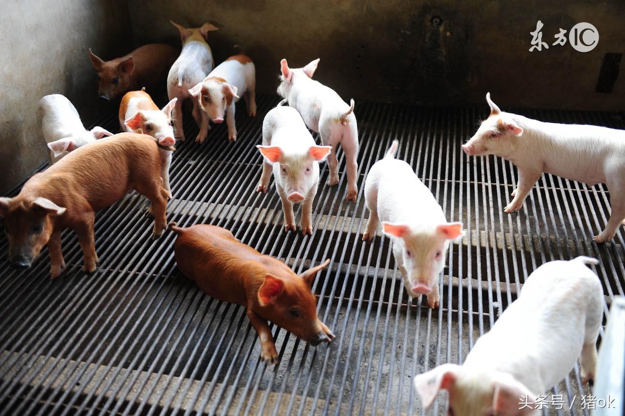 正确的母猪补硒（母猪补正确硒怎么补）-硒宝网