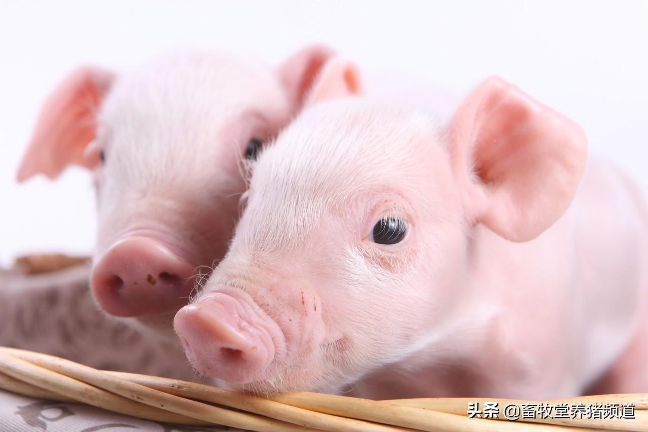 正确的母猪补硒（母猪补硒什么时候补最好）-硒宝网