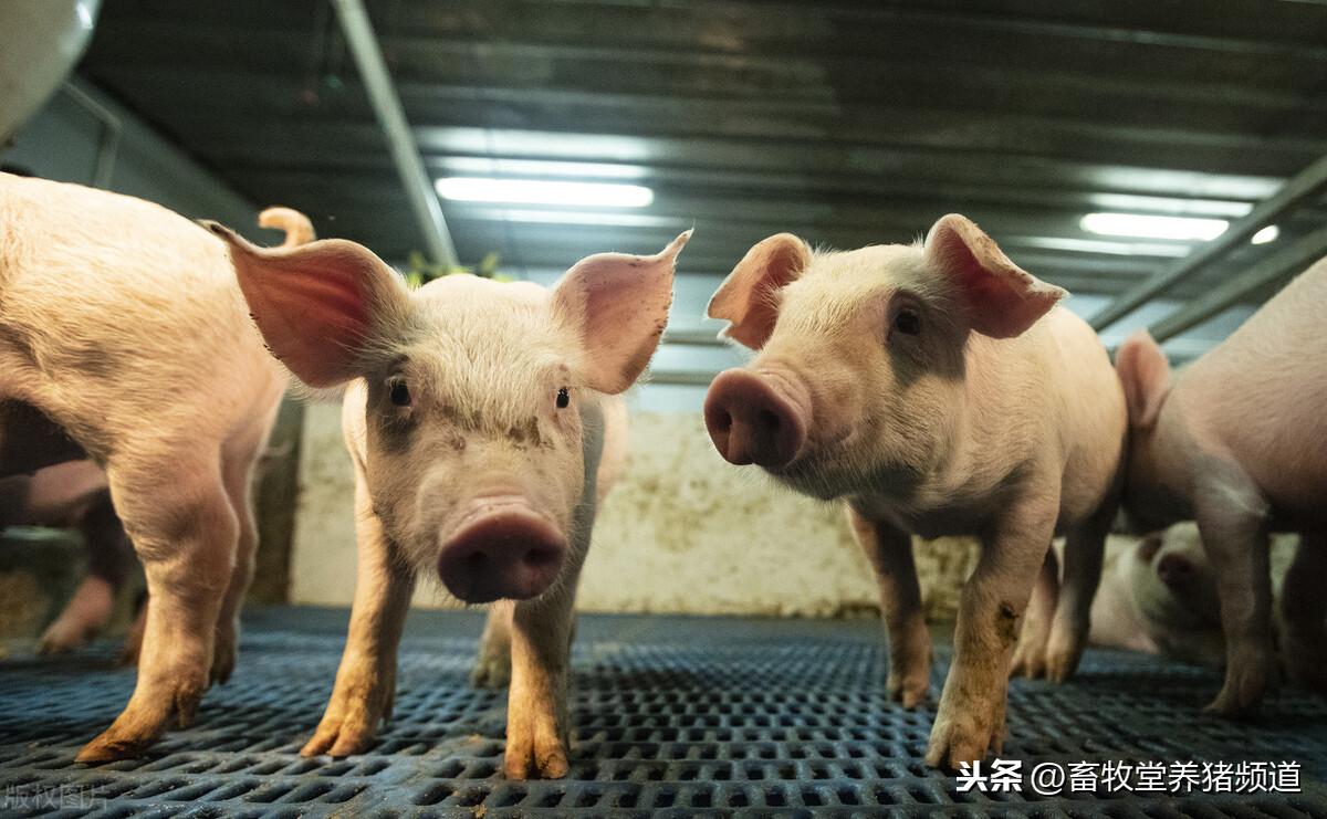 正确的母猪补硒（母猪补硒什么时候补最好）-硒宝网