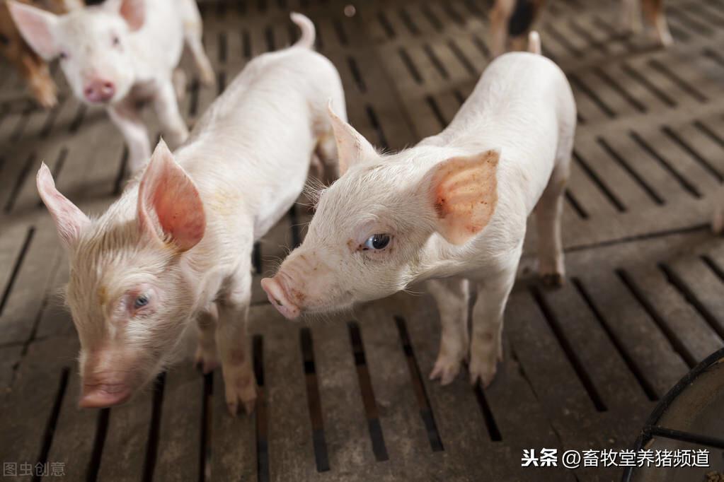 正确的母猪补硒（母猪补硒什么时候补最好）-硒宝网