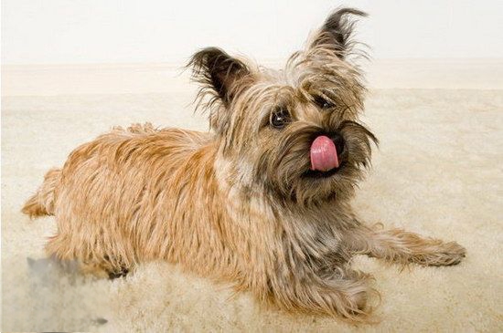 小狗补钙的最好方法（如何给小狗补钙的食物有哪些）-硒宝网