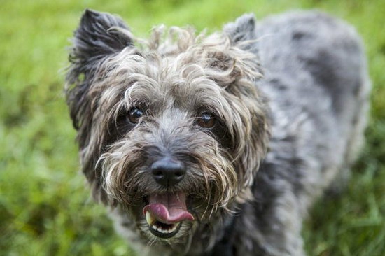 小狗补钙的最好方法（如何给小狗补钙的食物有哪些）-硒宝网