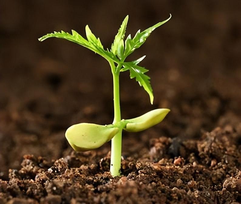 硒元素补多白带(补充硒元素)-硒宝网