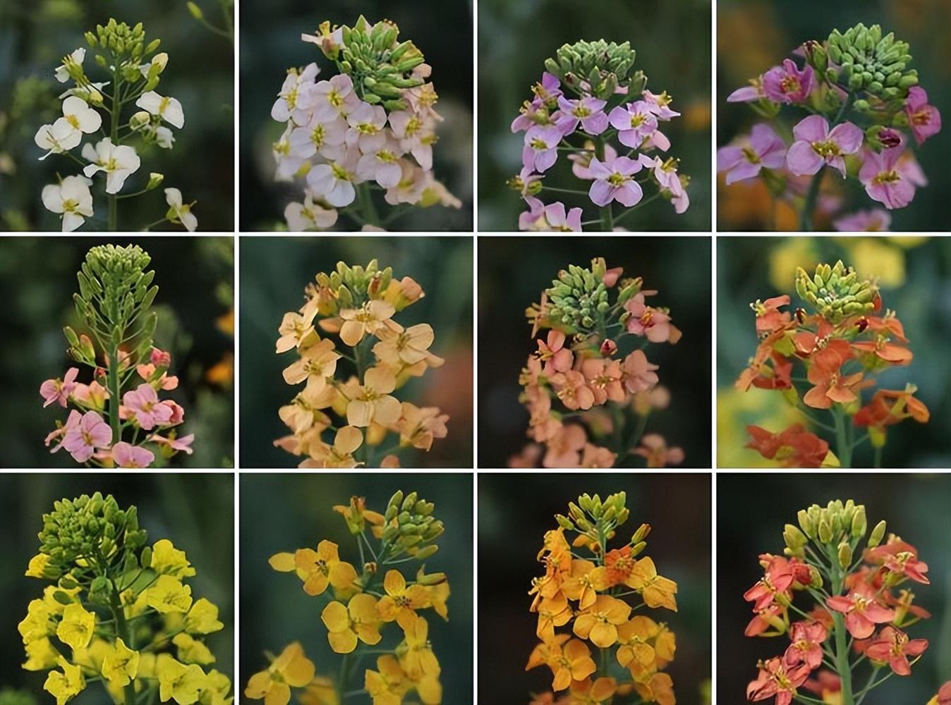 硒元素补多白带(补充硒元素)-硒宝网