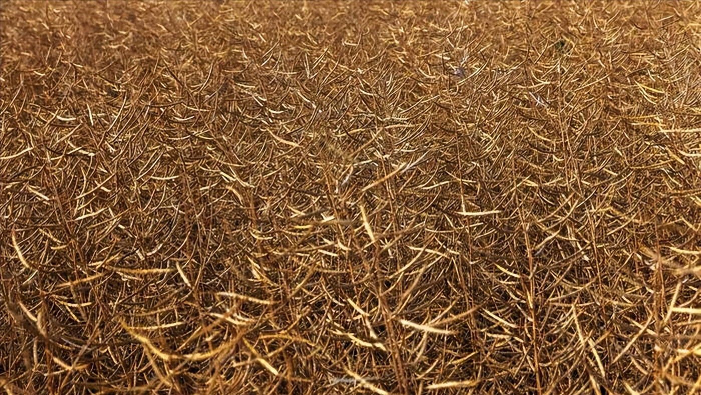 硒元素补多白带(补充硒元素)-硒宝网