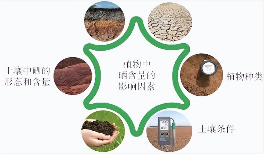 硒元素补多白带(补充硒元素)-硒宝网