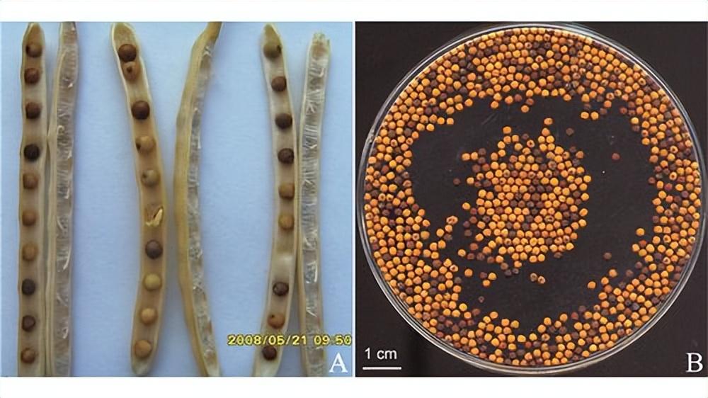 硒元素补多白带(补充硒元素)-硒宝网