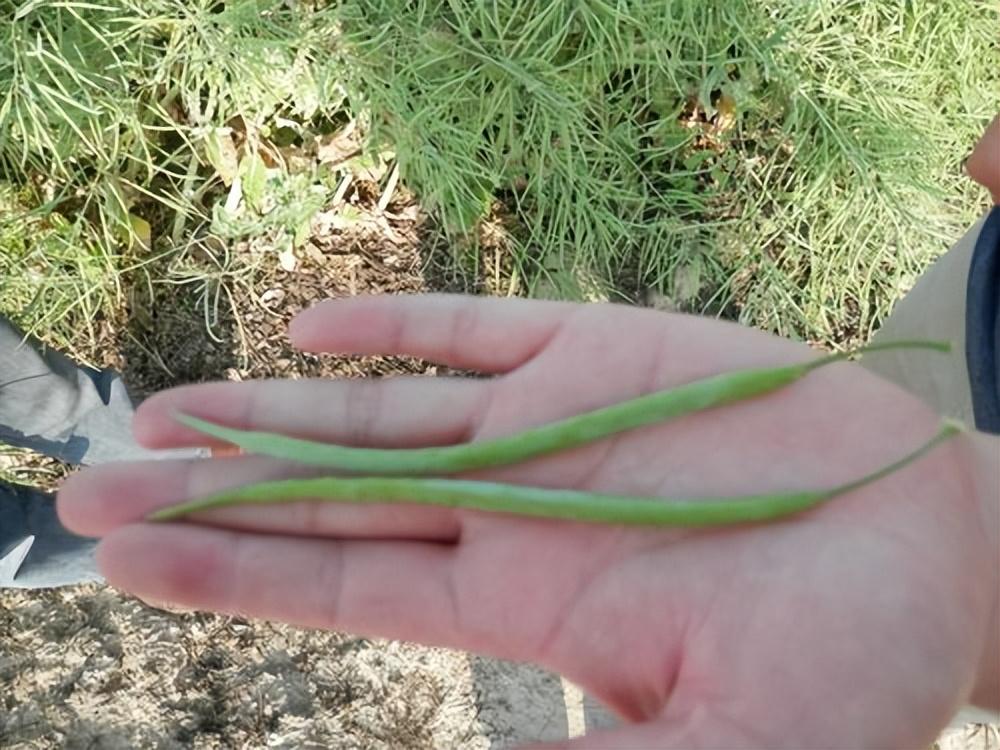 硒元素补多白带(补充硒元素)-硒宝网