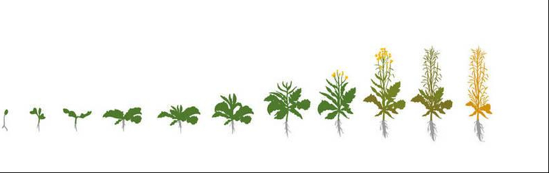 硒元素补多白带(补充硒元素)-硒宝网