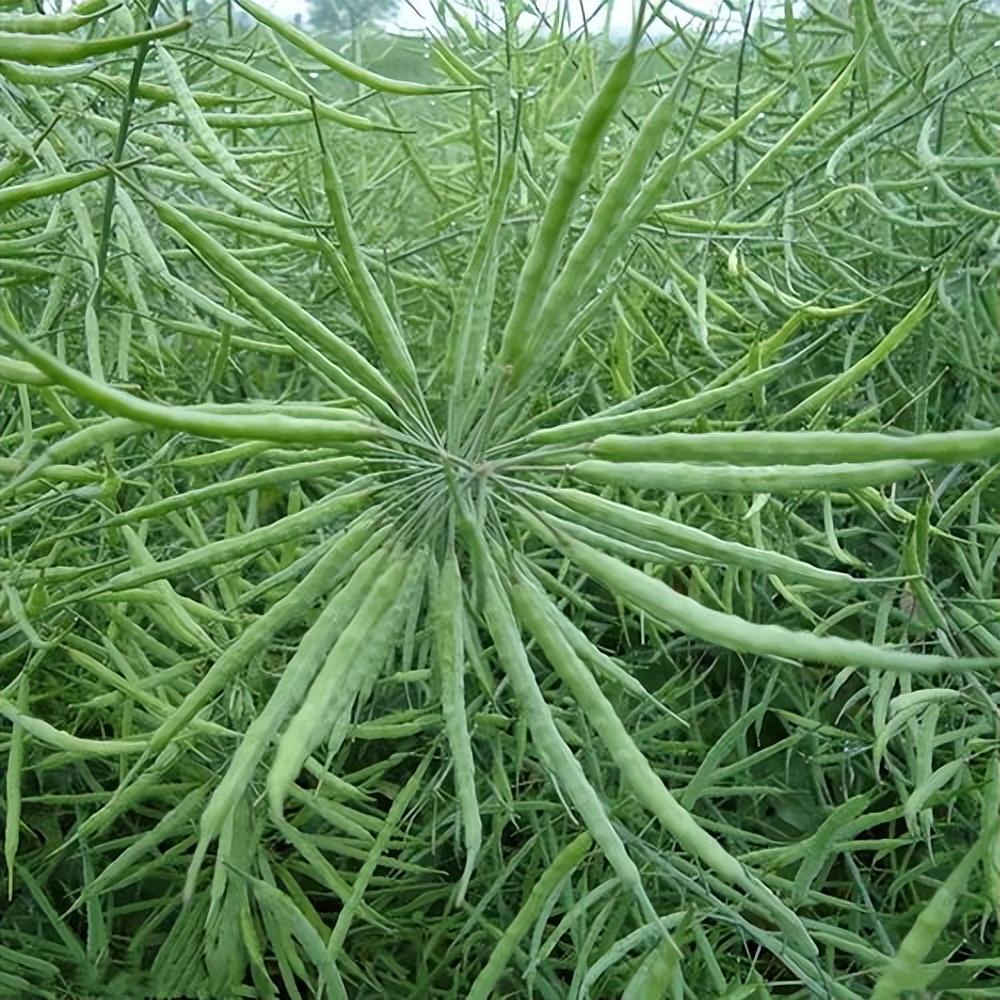 硒元素补多白带(补充硒元素)-硒宝网