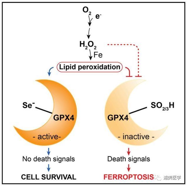 什么是补硒元素(硒元素对人体的作用吃什么补)-硒宝网