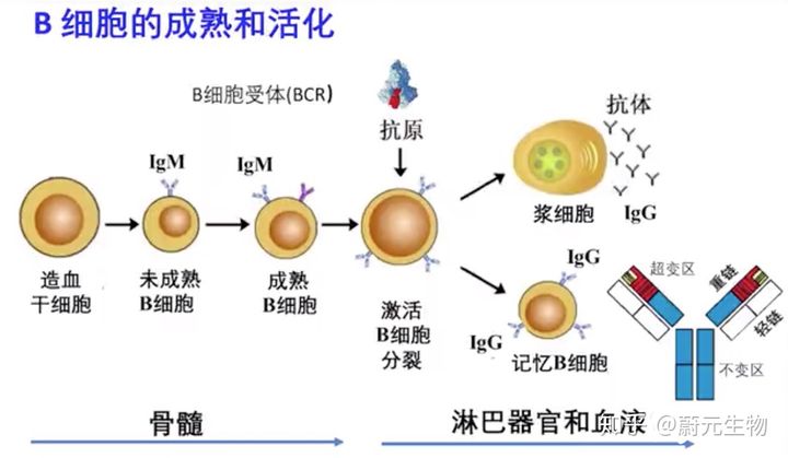 口腔溃疡 补硒(口腔补溃疡硒有用吗)-硒宝网