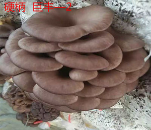 黄瓜籽补钙的真相（黄瓜籽是否补钙）-硒宝网