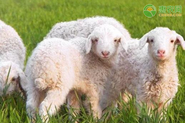 补硒导致体温低（补硒可以补多长时间）-硒宝网