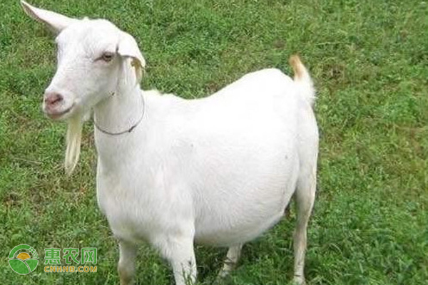 补硒导致体温低（补硒可以补多长时间）-硒宝网