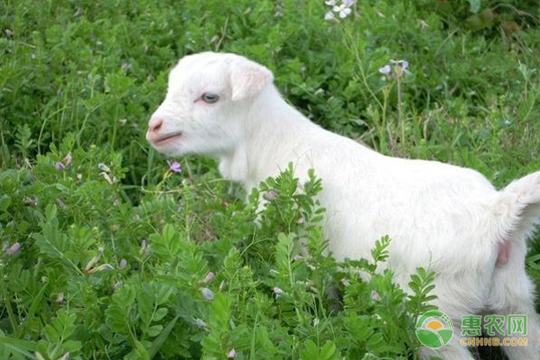 补硒导致体温低（补硒可以补多长时间）-硒宝网