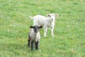 羊奶可以补硒吗(羊奶补硒吗)-硒宝网