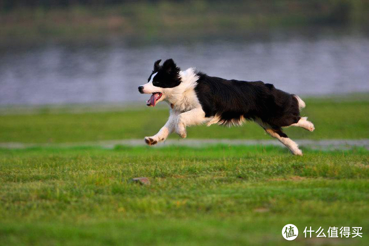 小狗需要补硒么（小狗需要补充维生素吗）-硒宝网