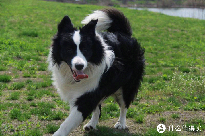 小狗需要补硒么（小狗需要补充维生素吗）-硒宝网