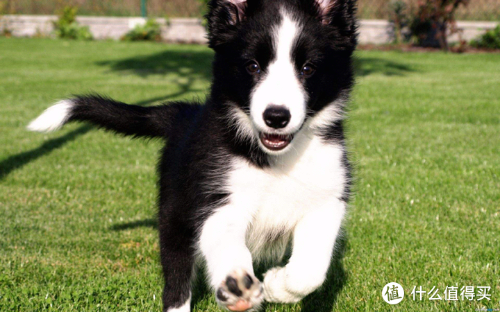 小狗需要补硒么（小狗需要补充维生素吗）-硒宝网