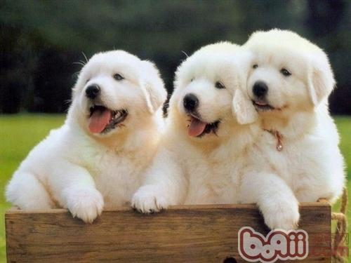 小狗需要补硒么（狗需要补维生素吗）-硒宝网