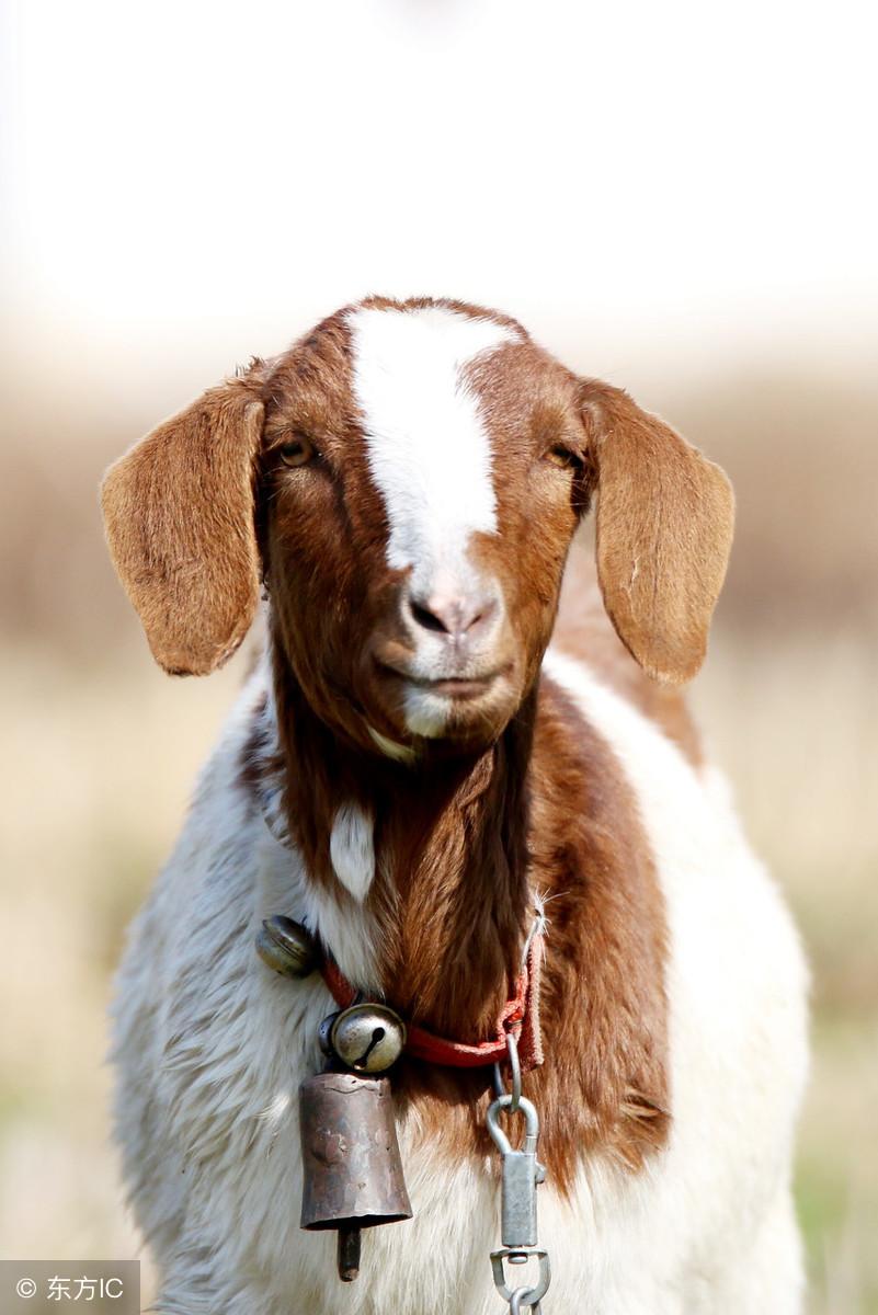 羊奶可以补硒吗（补羊奶硒可以长头发吗）-硒宝网