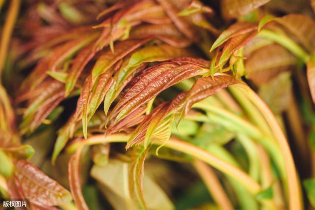 补硒有没有忌口(有补没忌口硒的食物吗)-硒宝网