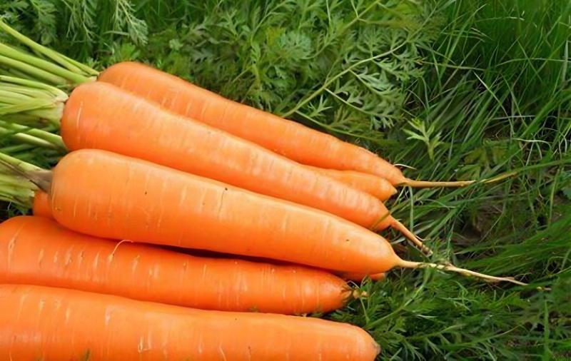 补有机硒的优点(硒的补品有哪些)-硒宝网