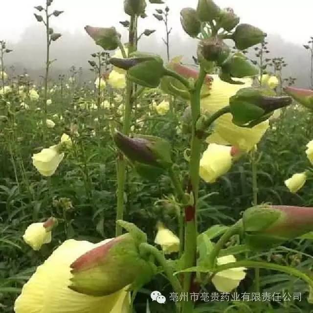 成年男人补硒药(成年药补男人硒片有用吗)-硒宝网