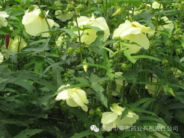 成年男人补硒药(成年药补男人硒片有用吗)-硒宝网