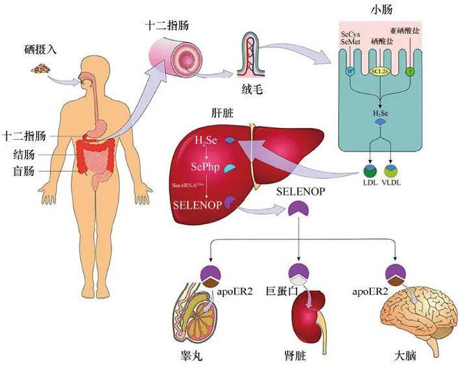自己做孕期补硒（孕妇补硒对宝宝不好吗）-硒宝网