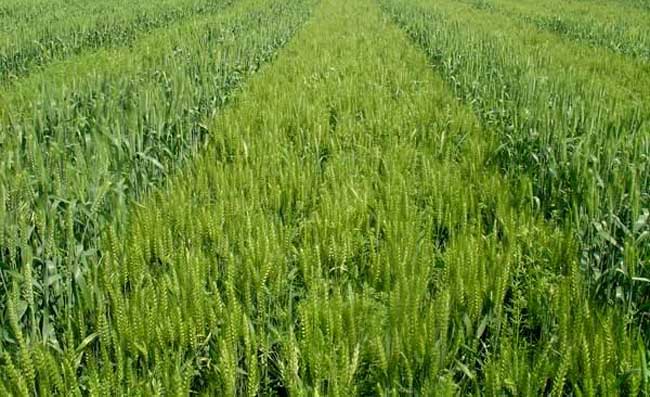 龙眼可以补硒吗（富硒龙眼）-硒宝网