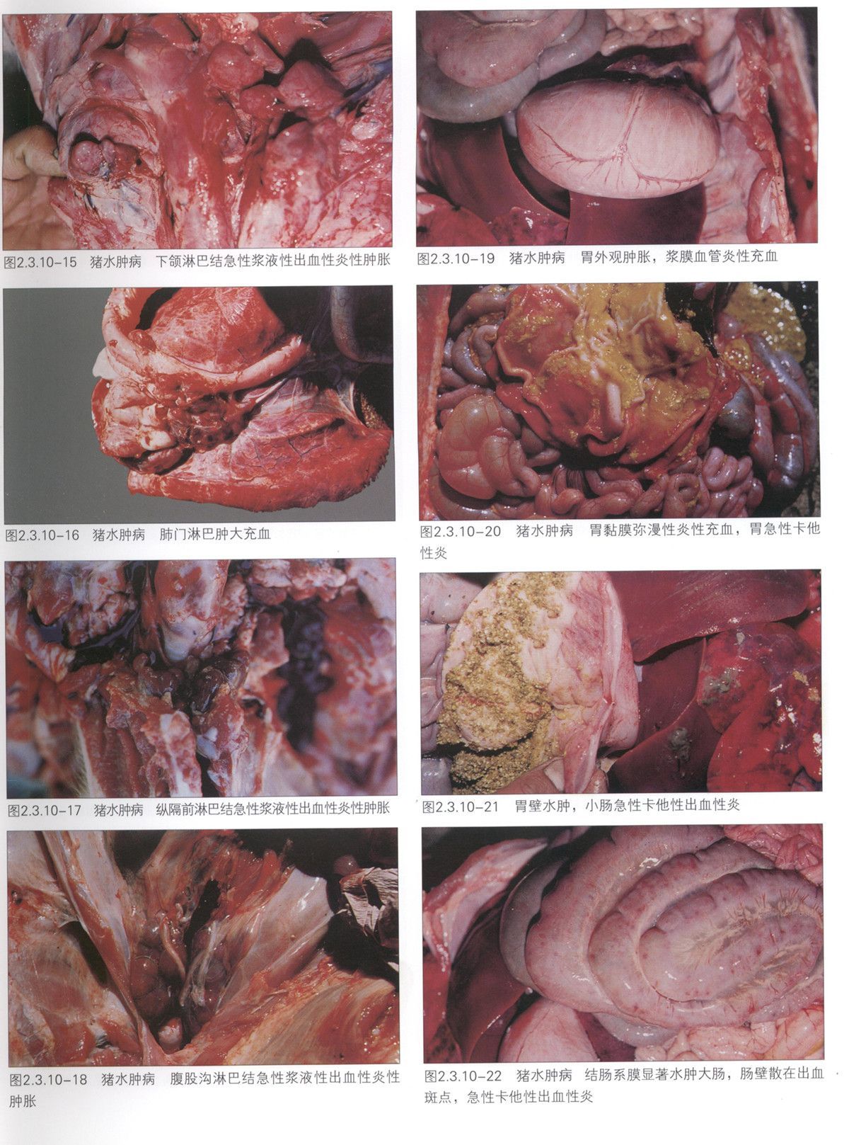 仔猪补硒后抽搐(仔猪补硒中毒怎样治疗)-硒宝网