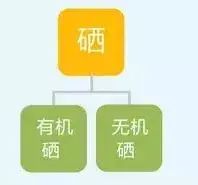 什么补硒最好用(硒要补多久才有效)-硒宝网