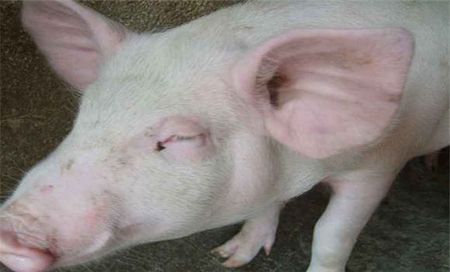 仔猪补硒后抽搐(仔猪补硒吐了怎么办)-硒宝网