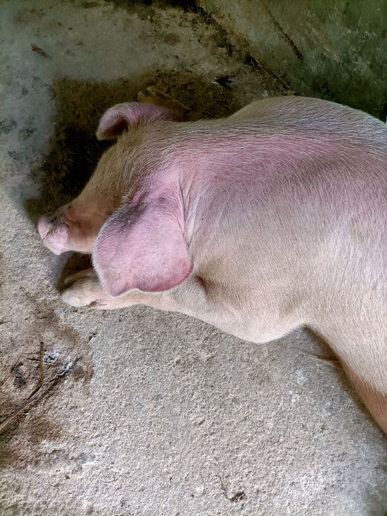 仔猪补硒后抽搐(仔猪补硒吐了怎么办)-硒宝网